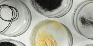 Image of hair in a petri dish.