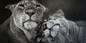 Drawing of two lionesses.