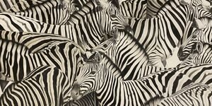 Drawing of a collage of zebras.