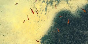 Image of fishes swimming.