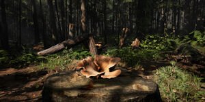 Forager  LFF Explanded