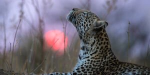 Photo of a Leopard in a sunset.