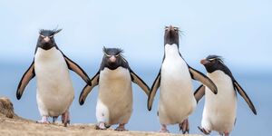 Image of a group of penguins.