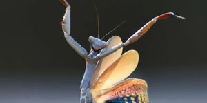 Image of a mantis.