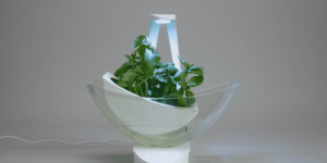 Image of a plant in a device with a light.