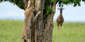 Image of a leopard behind a tree.