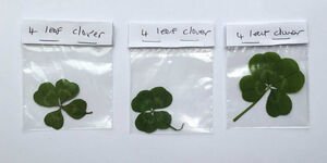 An image of four leaf clovers in a plastic bag.