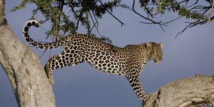 Image of a leopard in a tree.