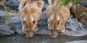 Image of two lions drinking water.