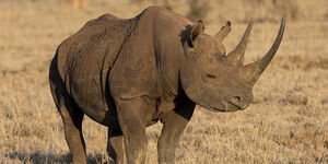 An image of a rhino. 