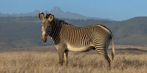 An image of a zebra.