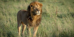 An image of a lion standing in grass.