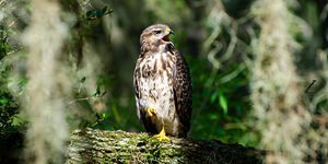 Red Shouldered Hawk By Ashley Bibizadeh
