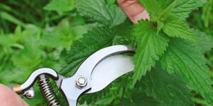 Image of someone picking nettle.