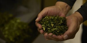 Image of someone holding tea leaves in their hands.