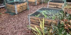 Gentle Gardening at Coin Street