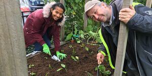 Planting plug plants