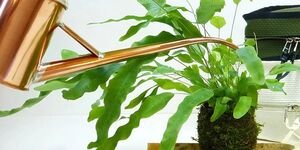 Image of a watering can watering a plant.