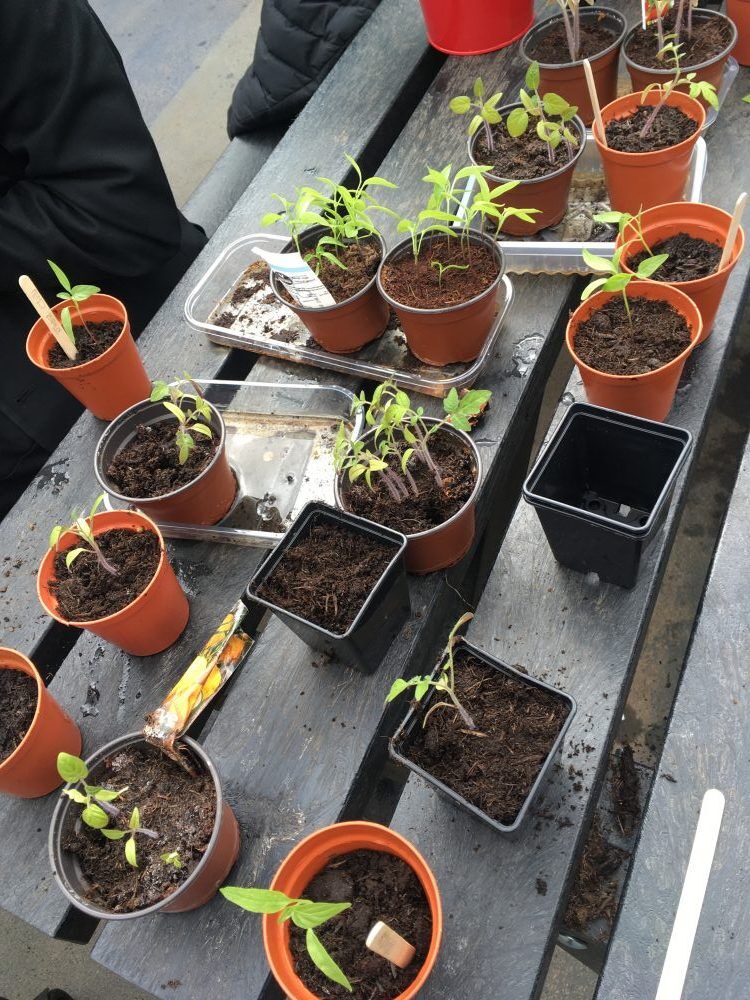 plants that have been grown by students from the London Nautical School