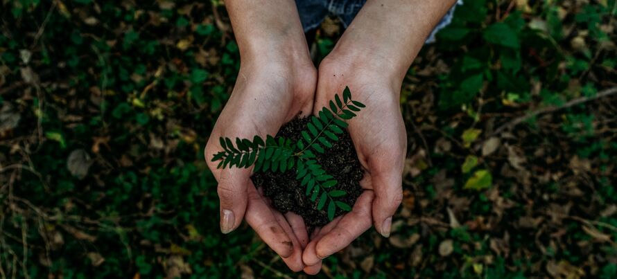 An image of someone holding a small plant and soil in the palm of their hands.